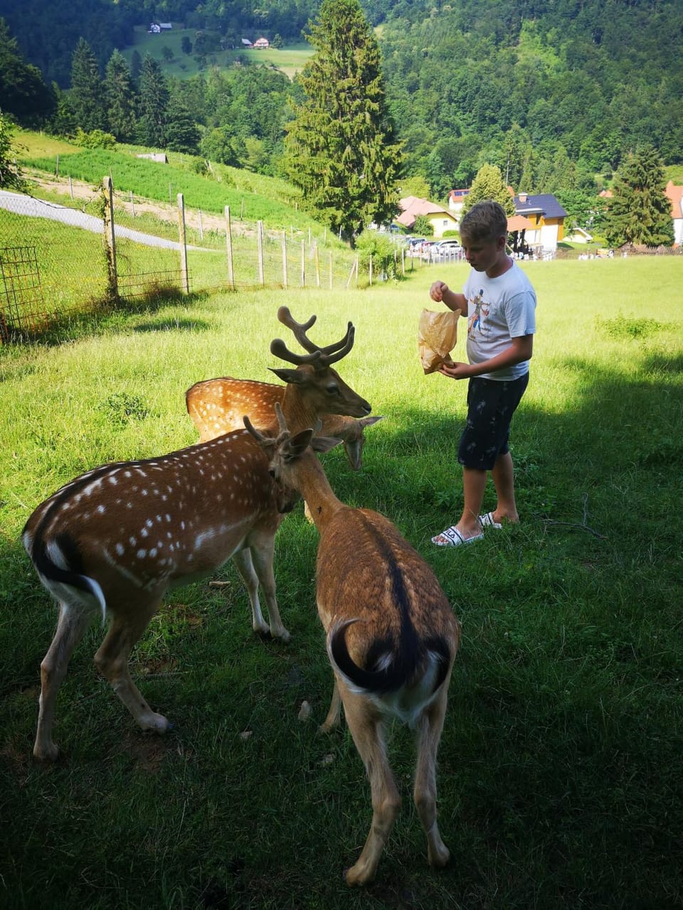 Animals