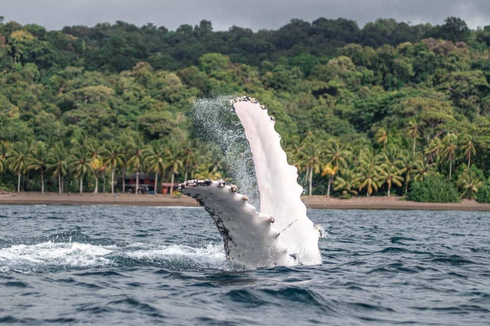 The Humpback Turtle Bed and Breakfast in Choco, Colombia