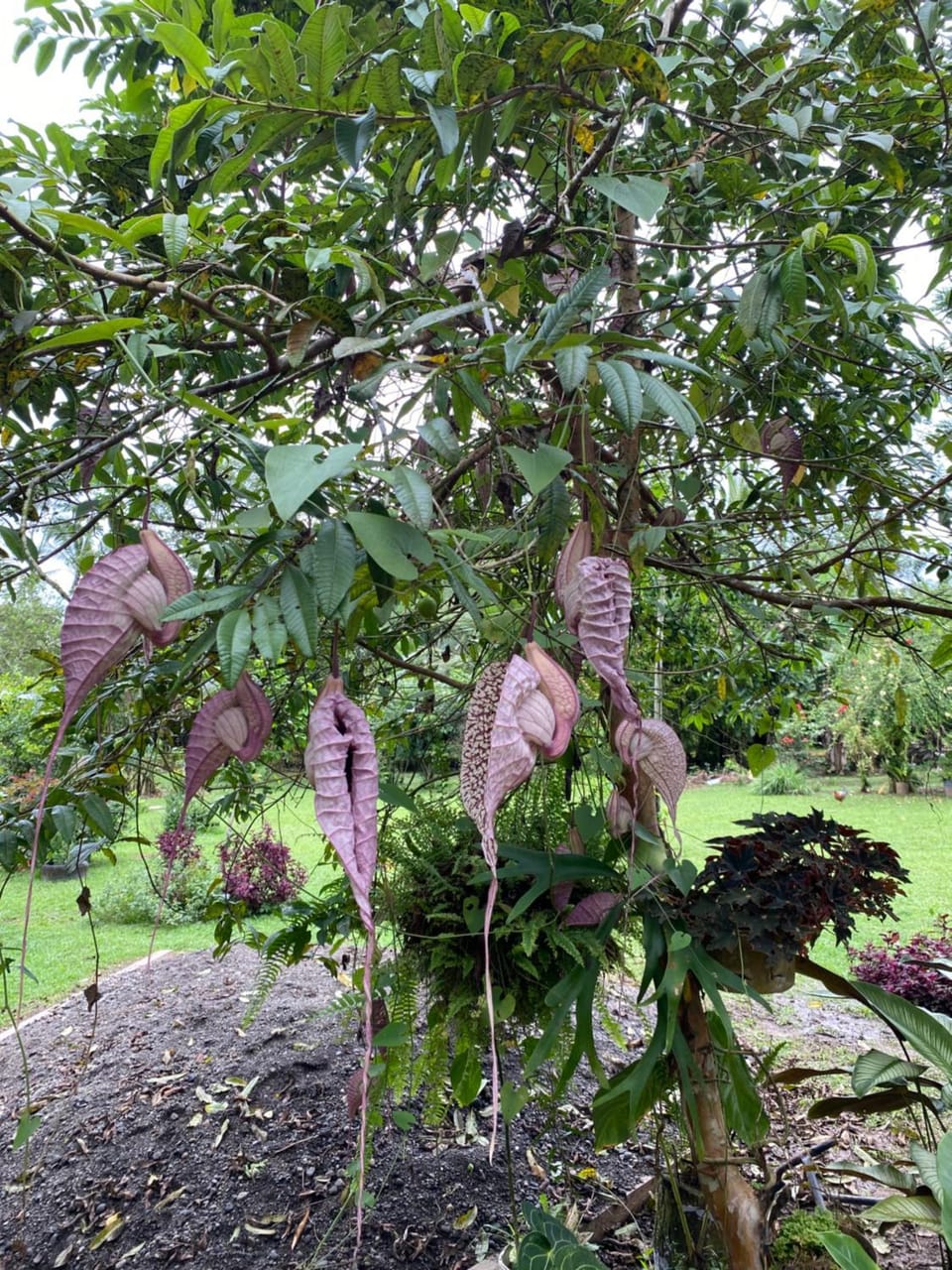 Iguanitas Lodge Bed and Breakfast in Alajuela Province