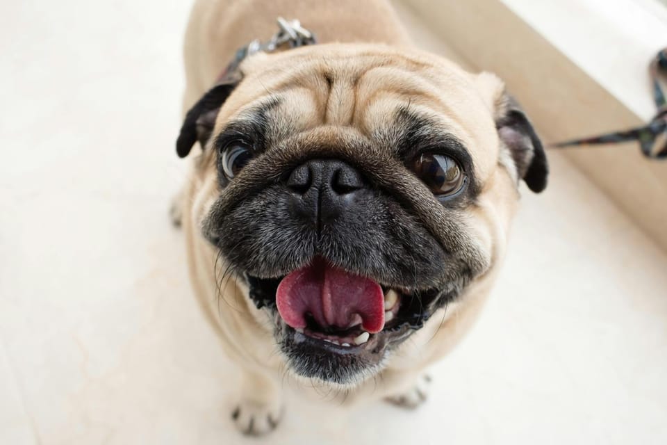 Pets, pet friendly