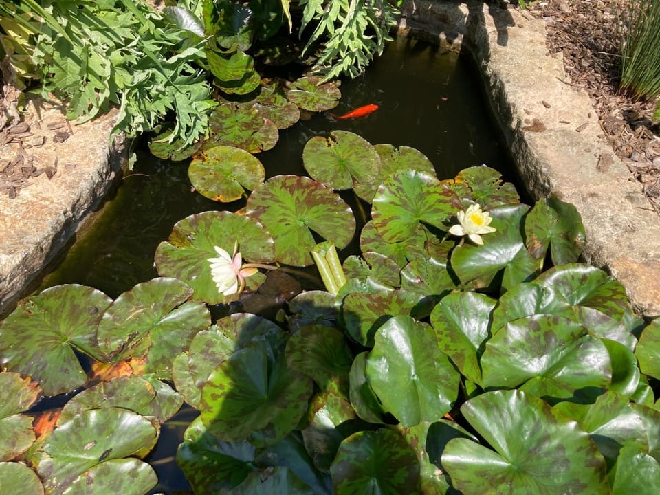 Garden view