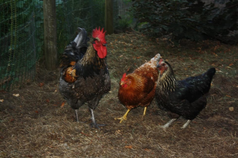 Vakantiehuis Schardauw House in Flanders