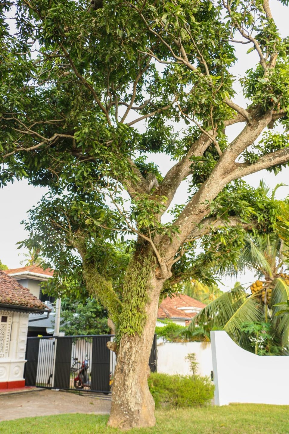 Villa Rosa Blanca Bed and Breakfast in Galle