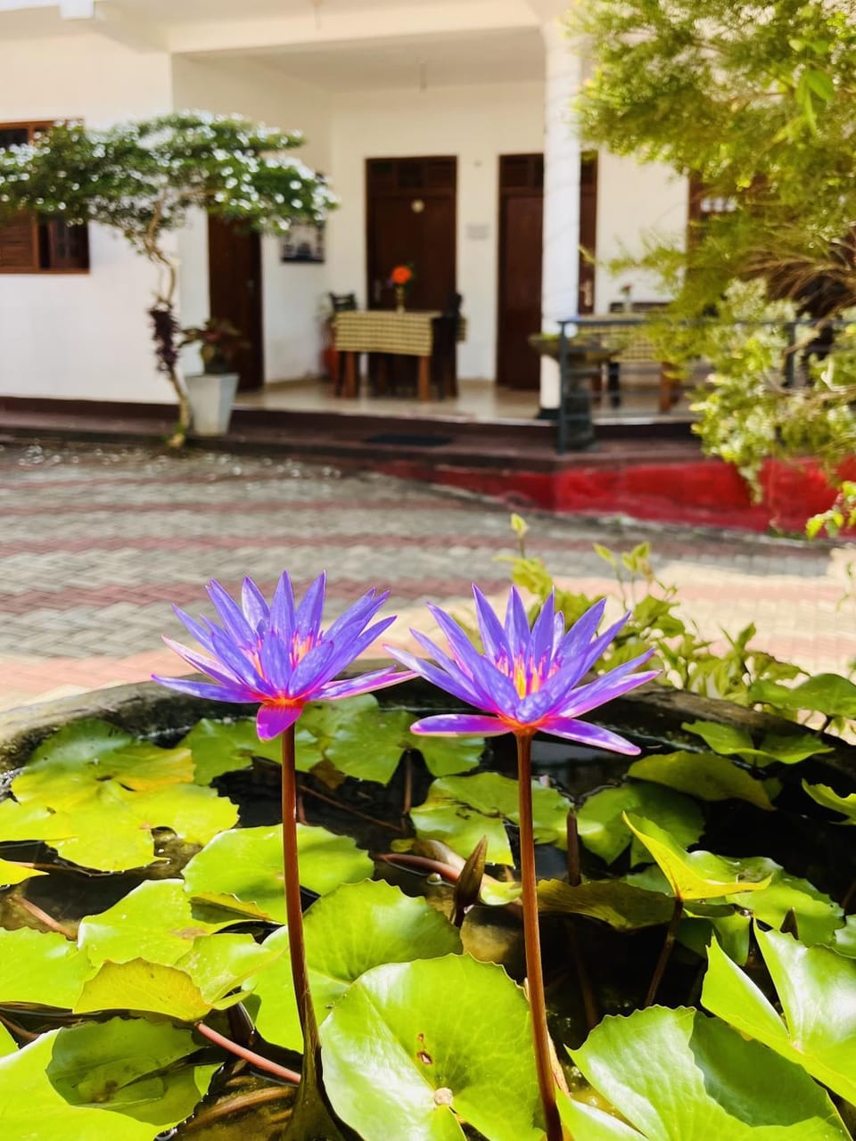 Garden, Garden view
