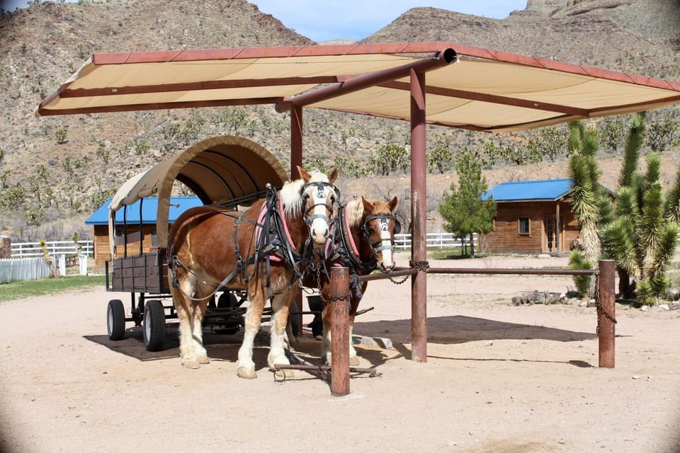 Activities, Animals, Entertainment