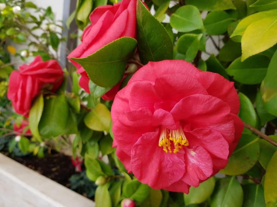 Patio, Garden, Other, Decorative detail