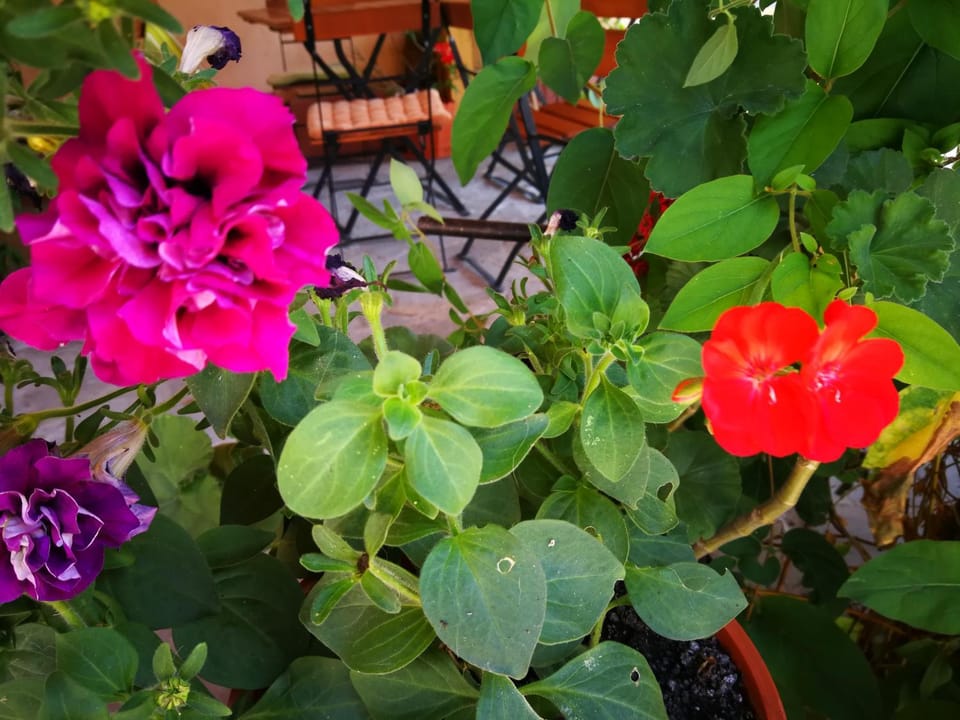 Balcony/Terrace
