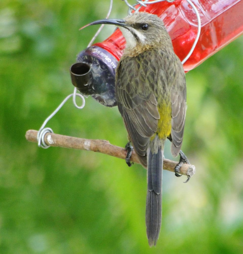 Garden, Animals, Garden view