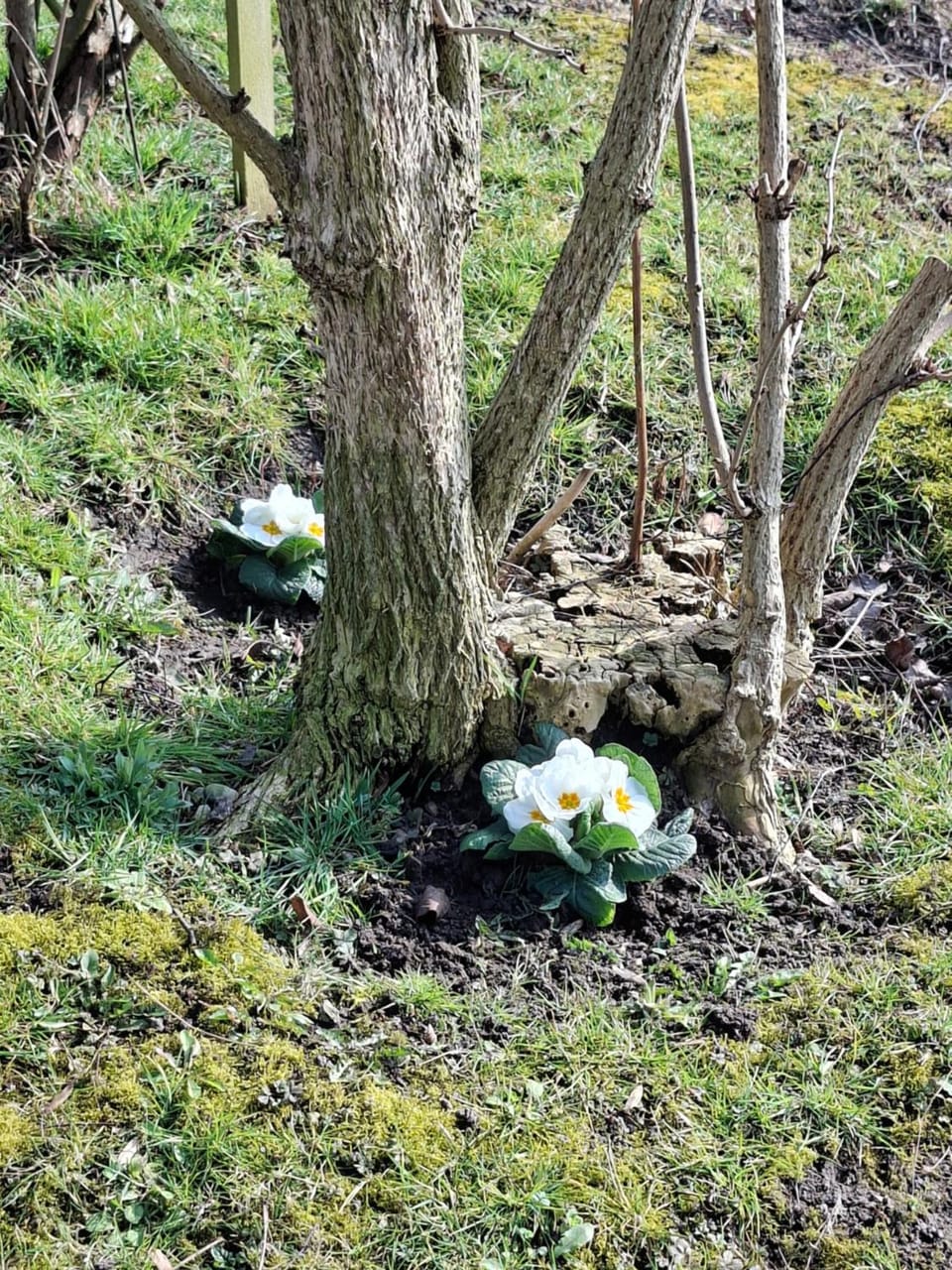 Mien Leevsten House in Wangerland