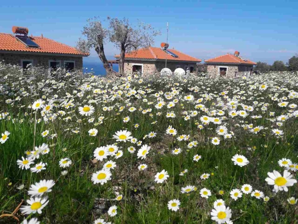 Ktima Kiourelioti House in İzmir Province