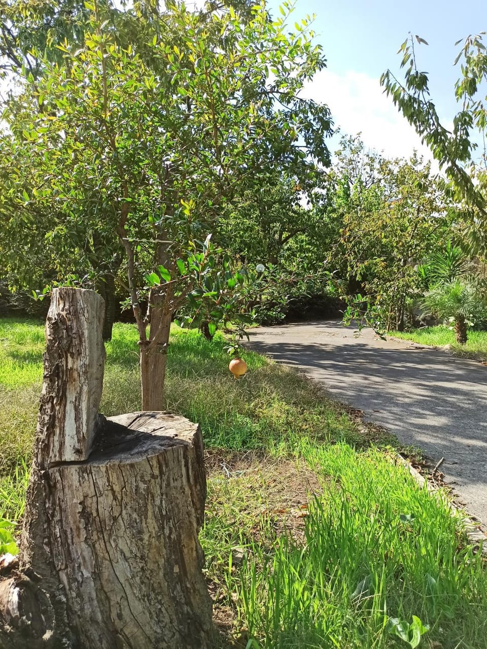 Natural landscape, Garden