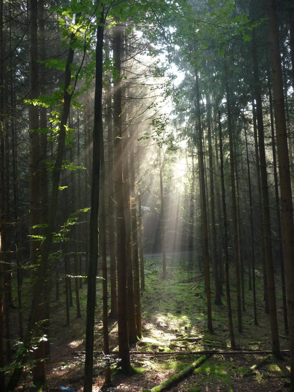 Hiking