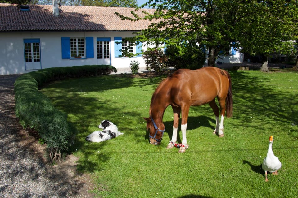 Animals, Garden view