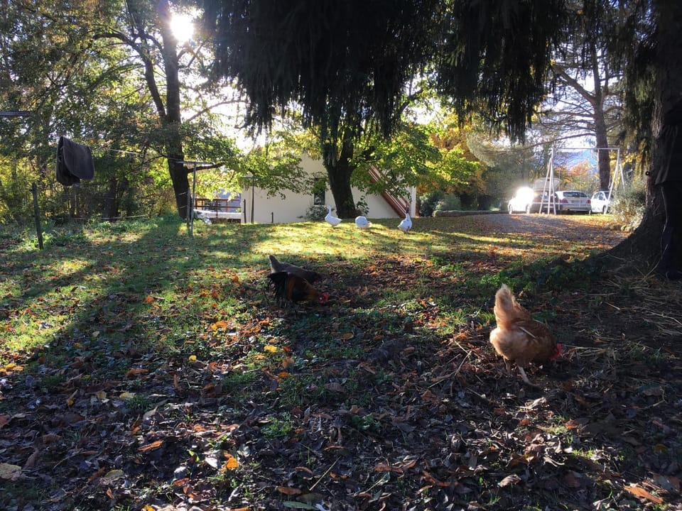 Garden, Animals