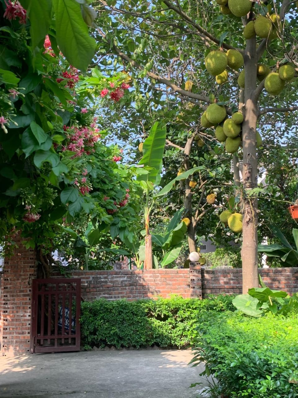 Day, Natural landscape, Garden, Garden view