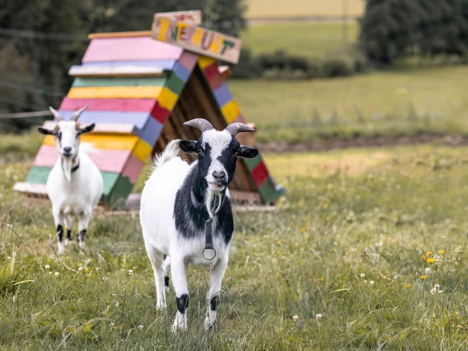 Animals