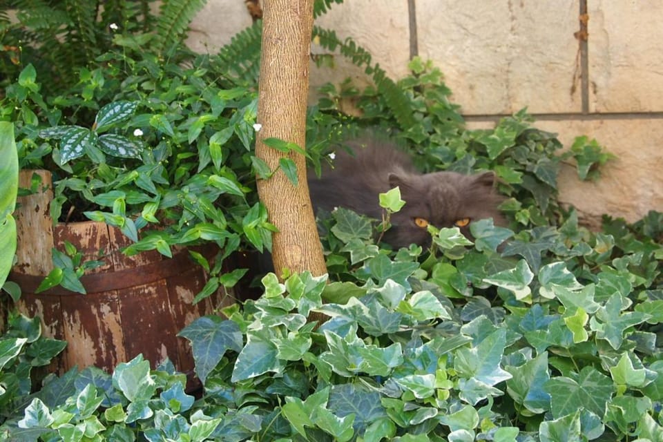 Day, Garden, Animals, Pets, Garden view
