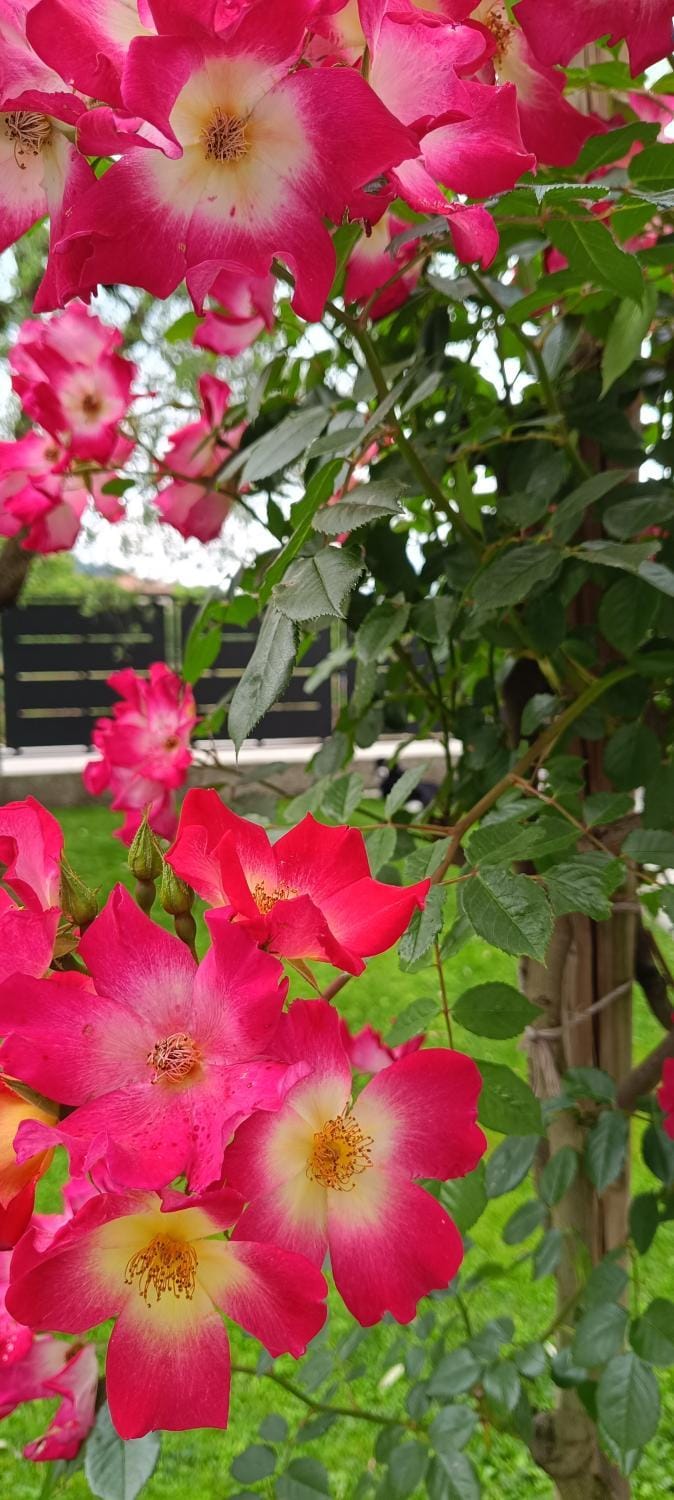 Spring, Garden, Garden view