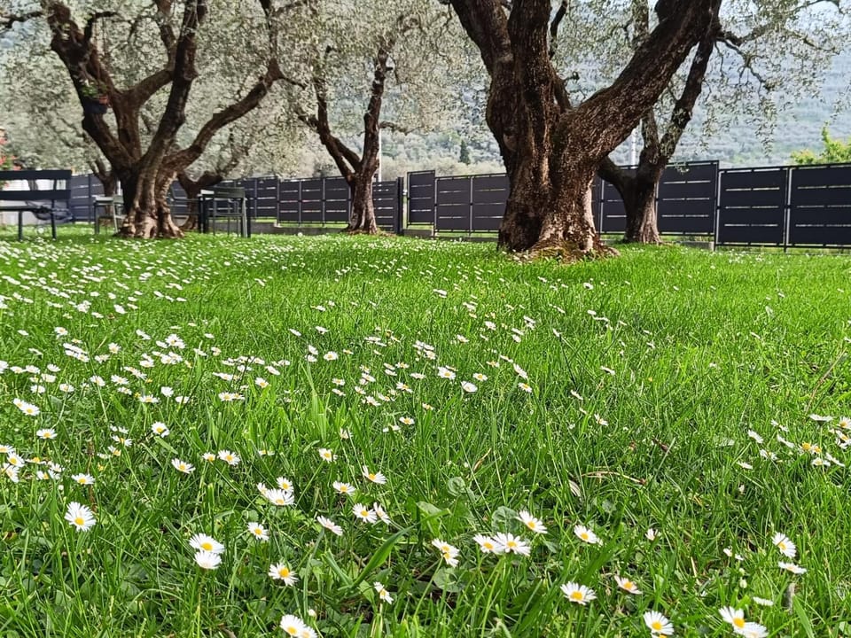 Spring, Natural landscape, Garden, Garden view