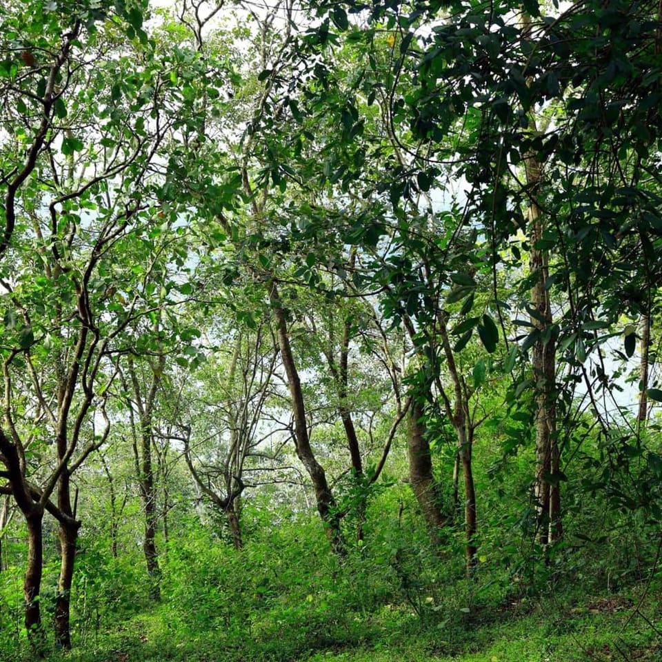 Natural landscape