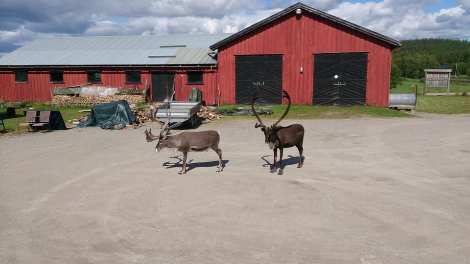 Animals