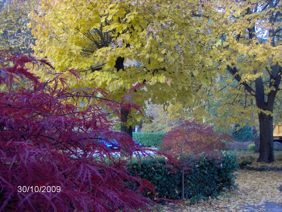Garden, Autumn, On site