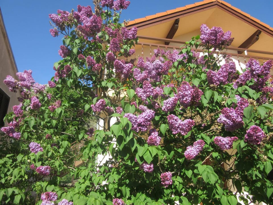Spring, Garden