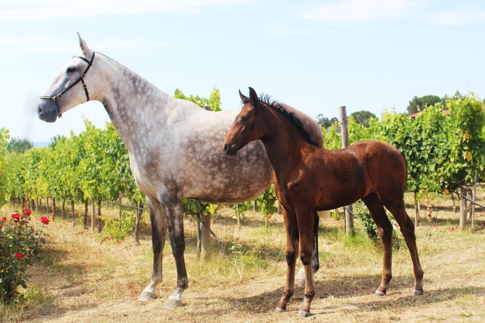 Horse-riding