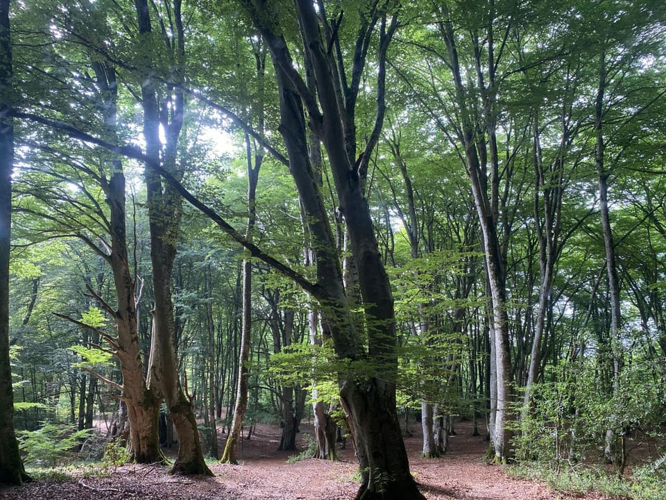 Natural landscape