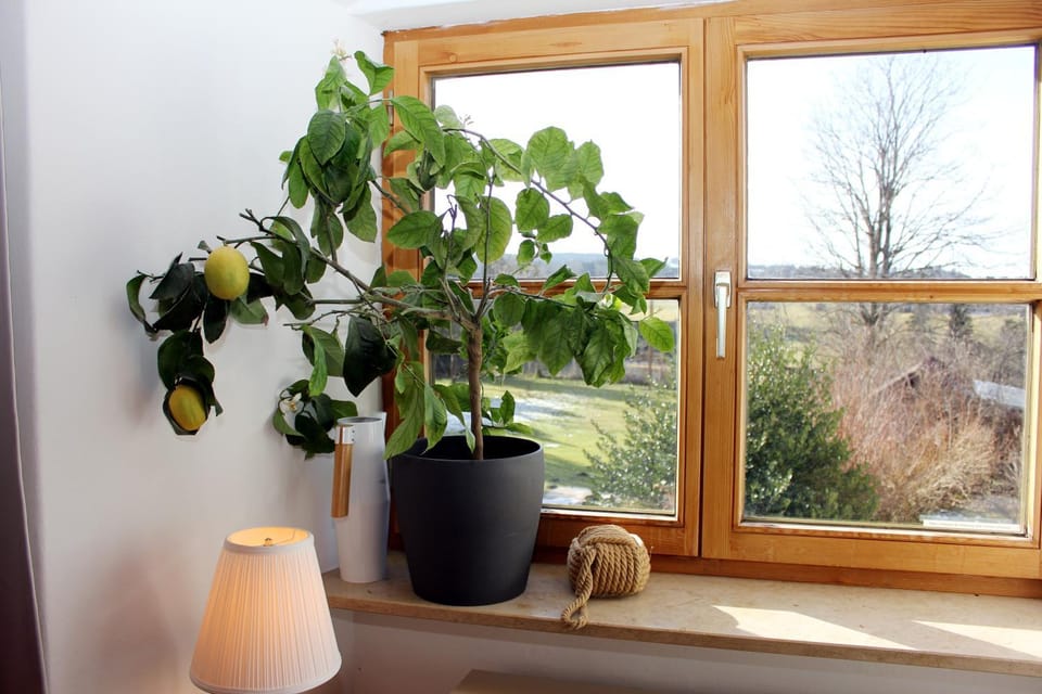 Garden view