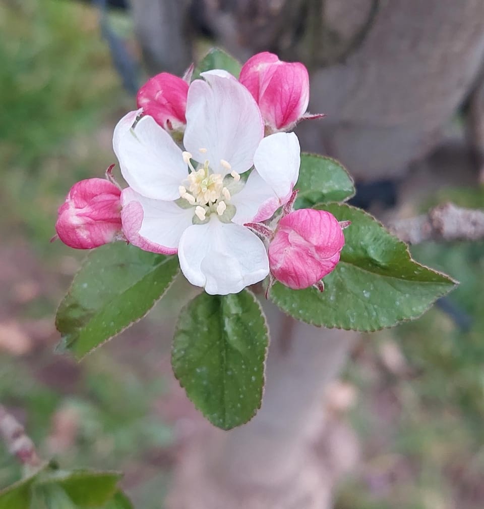 Spring