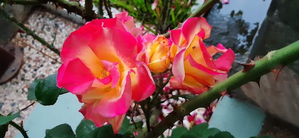 Rooms Magnolia Apartment in Decentralized Administration of Macedonia and Thrace