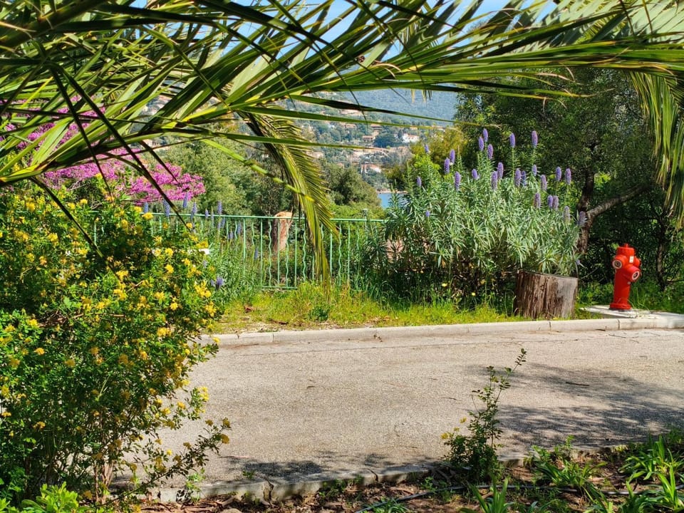 Garden view