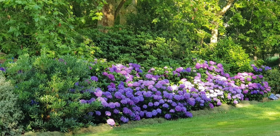 Garden view