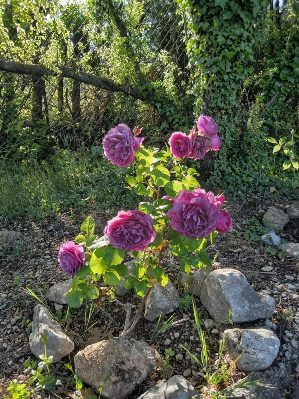 Spring, Garden, Garden view