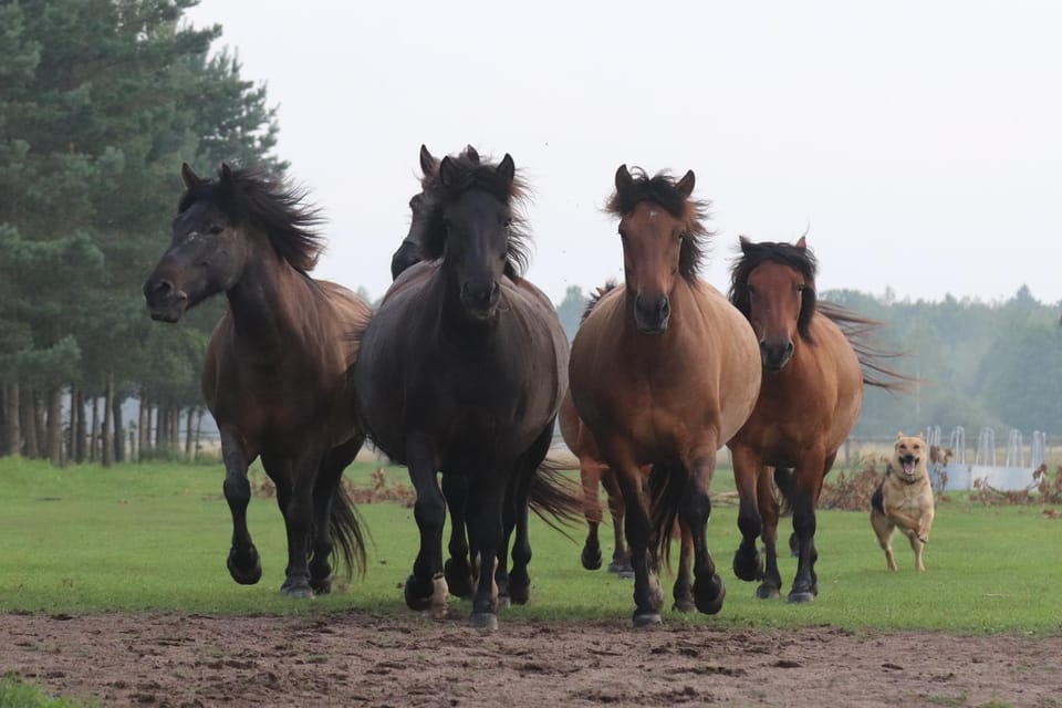 KTA TARPAN Mały Domek House in Poland