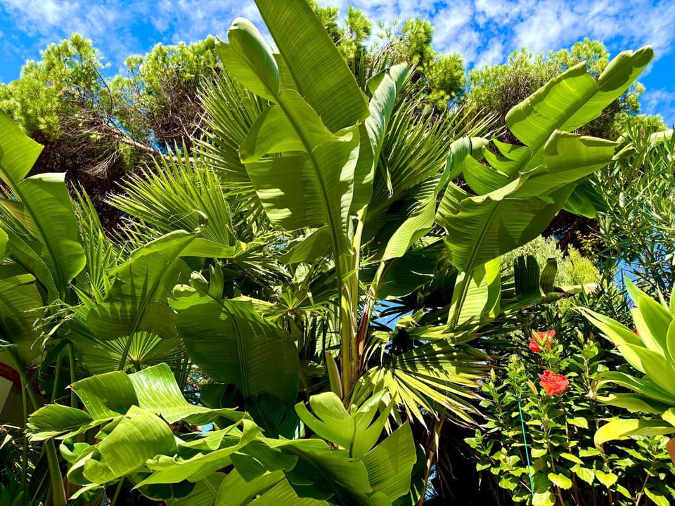 Casa Bambou An hidden gem near Saint Tropez with private pool House in Gassin