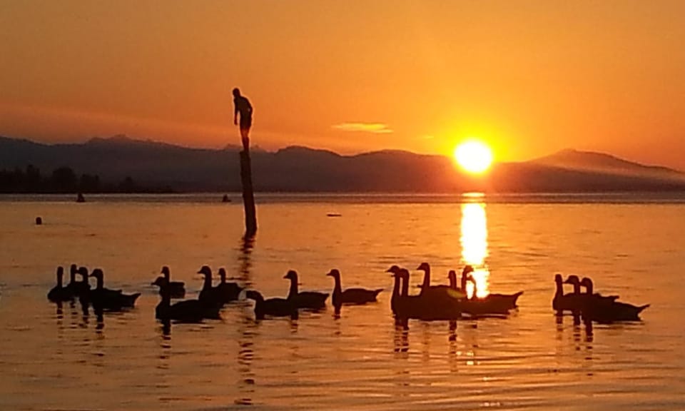 Animals, Sunset