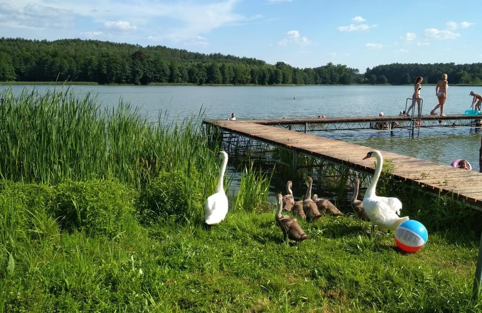 Nearby landmark, People, Neighbourhood, Natural landscape, Activities, Beach, Animals, Lake view, Sports