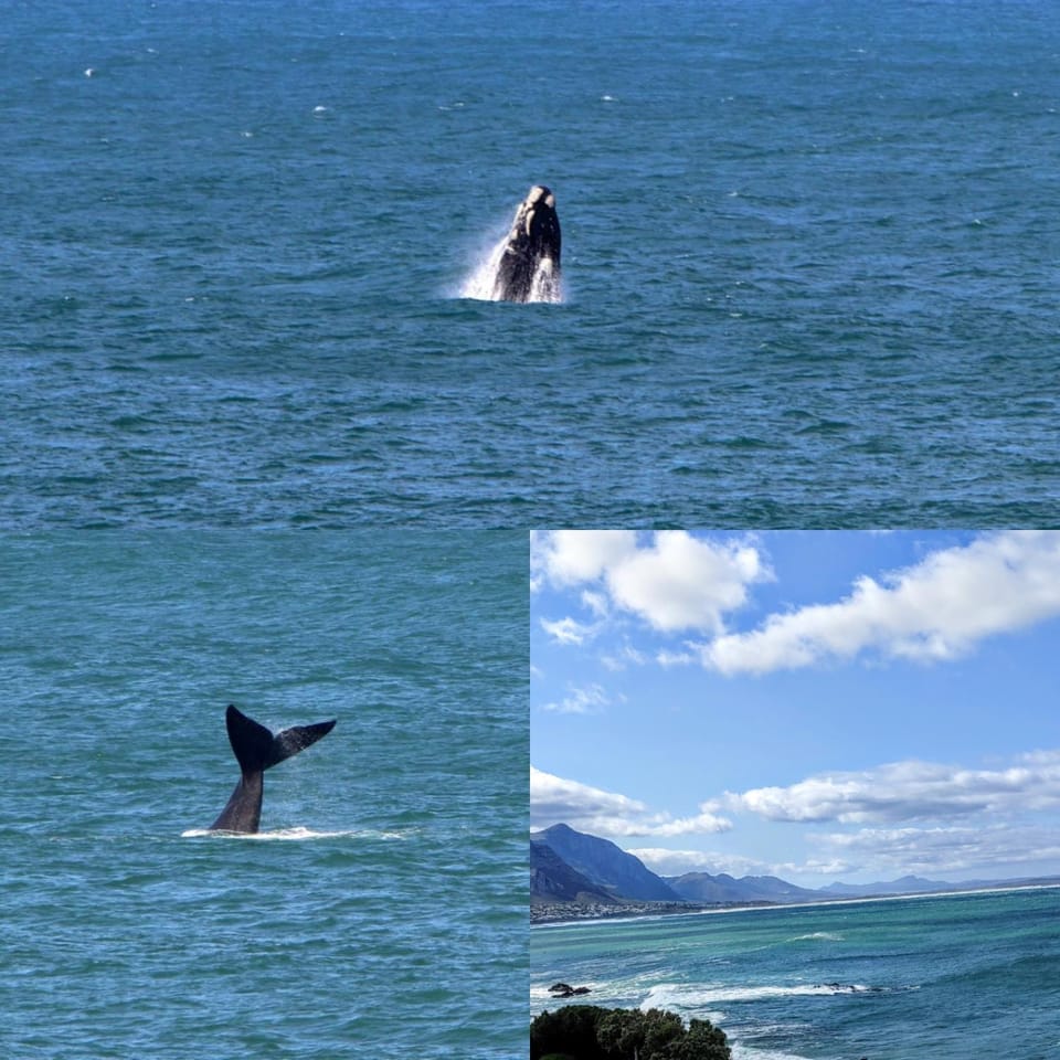 Natural landscape, Animals, Sea view