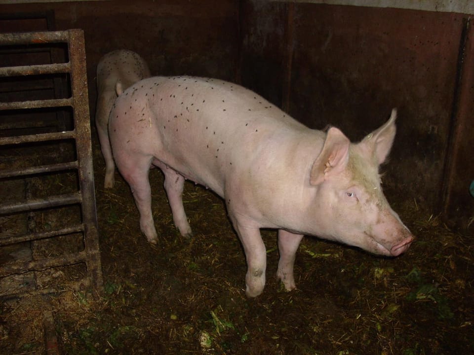Animals