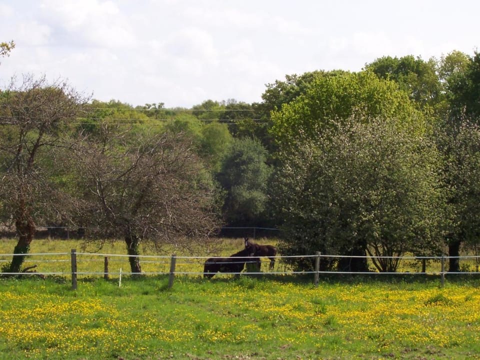 View (from property/room), Pets, Garden view
