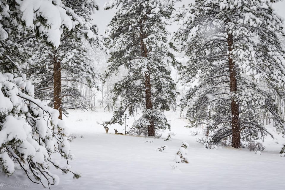 Winter