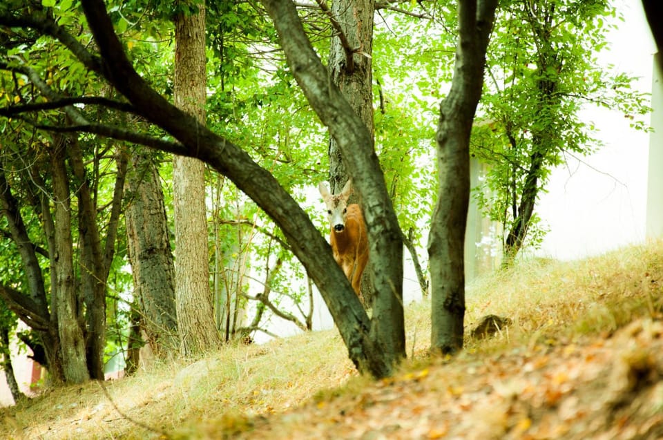 Natural landscape, Garden
