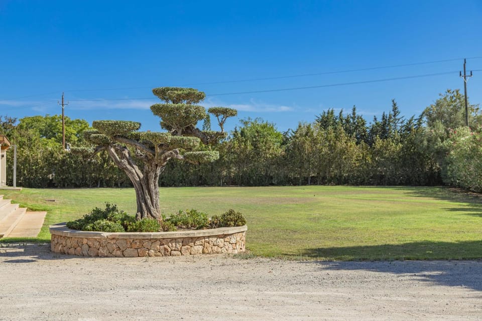 Patio, Garden, Garden view