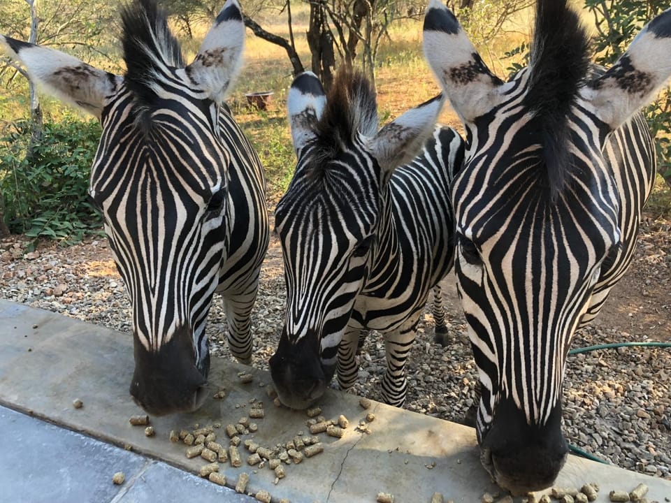 Animals