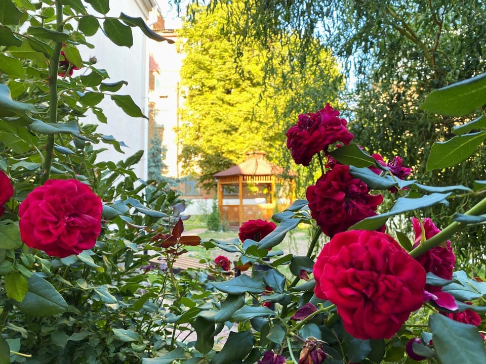 Facade/entrance, Spring, Day, Garden, Garden, On site, Garden view, Garden view, Area and facilities, Area and facilities, Area and facilities