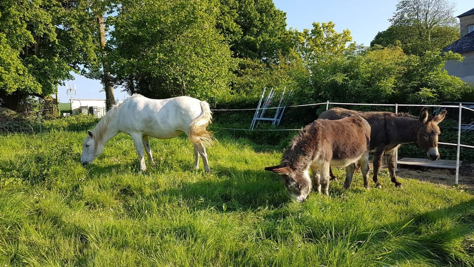 Animals, Pets