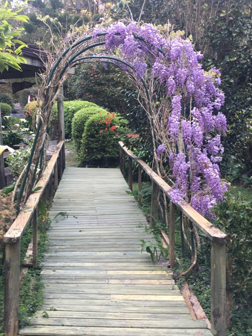 English Gardens - Forest Spa Suite Apartment in Springbrook