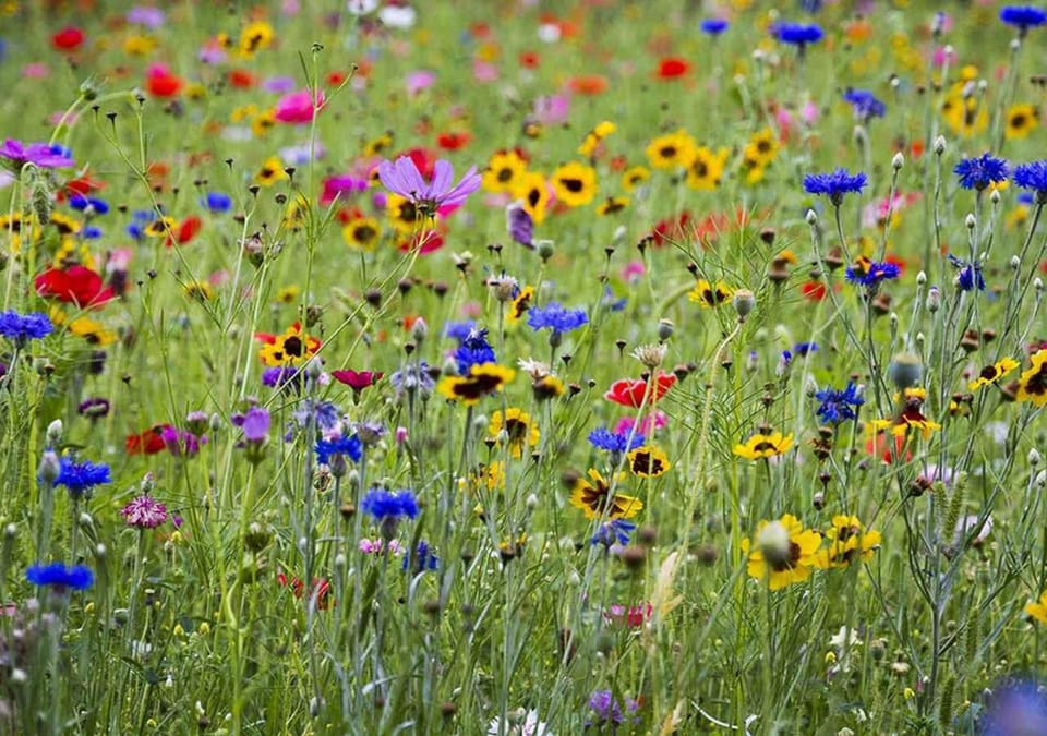 Natural landscape, Garden